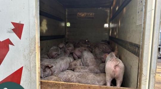 Illegális állatszállítmány: 30 sertés küzdött az életéért  
