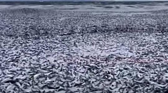Több millió hal vetődött partra – szerinted hogyan reagáltak az emberek? +VIDEÓ