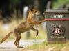 Londont elözönlötték a rókák, a lakosság tehetetlen