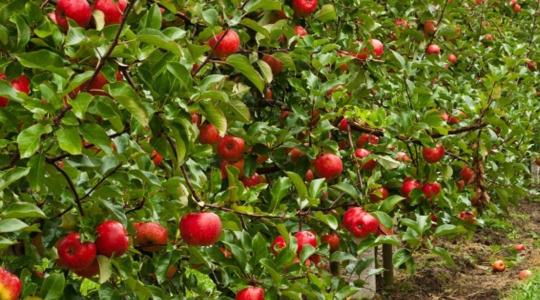 Minden, amit a gyümölcsösök lombtrágyázásáról tudni kell! Fókuszban az alma