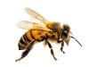 Egy méh a szemgolyóján csípett meg egy férfit