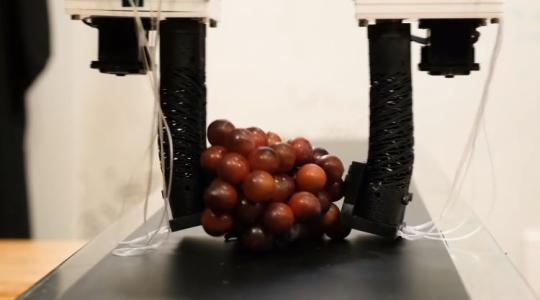 A technika csodája, ahogy a robotkar megragadja a szőlőfürtöt +VIDEÓ