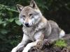 Ha elveszítik szigorúan védett státusukat a farkasok, az csak rontani fog a helyzeten?