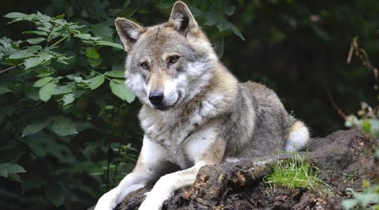 Ha elveszítik szigorúan védett státusukat a farkasok, az csak rontani fog a helyzeten?