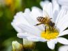 Hogyan hat a méhek egészségére a táplálkozásuk?