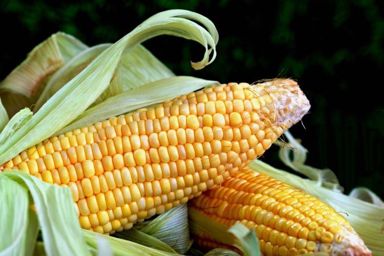 GMO kukorica termesztése 