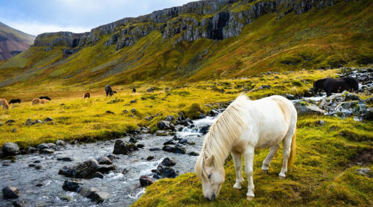 Az izlandi ló