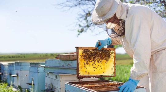 Bizonyos költségeik után támogatást igényelhetnek a méhészek