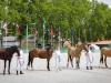 Türkmén lovak európai tenyészszemléje kezdődött Bábolnán