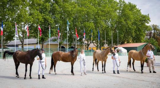Türkmén lovak európai tenyészszemléje kezdődött Bábolnán