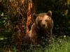 Több száz medvét fognak kilőni Romániában