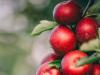 30 év munkája: új oszlopos almát nemesítettek Japánban