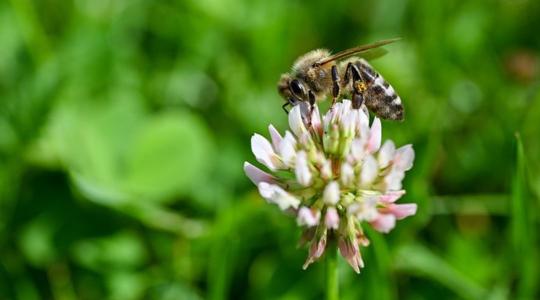 Melyek a legjobb növények a méhek számára?