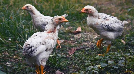 Jó hír: Újra mentes az ország a magas patogenitású madárinfluenzától