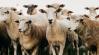 Bárányok nyírják a füvet egy hazai napelemparkban