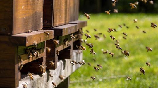 Már igényelhetik a méhészek a vissza nem térítendő válságtámogatást