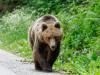 A medvelesek tovább súlyosbították az egyébként is komoly problémát Romániában