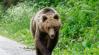 A medvelesek tovább súlyosbították az egyébként is komoly problémát Romániában