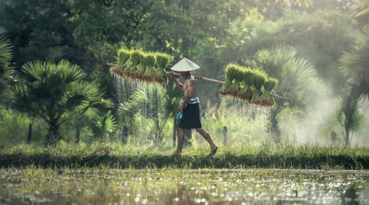 A metánkibocsátás csökken, a nyereség pedig nő – forradalmi ötlet a rizstermesztésben