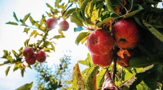 Borúlátás a kertészetben: jelentős gyümölcshullás okoz problémát