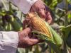 Milliárdos kárra számítanak a termelők: alig elég a hazai kukoricatermés
