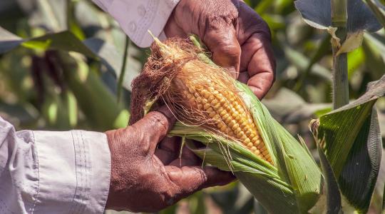 Milliárdos kárra számítanak a termelők: alig elég a hazai kukoricatermés