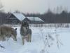 Ellenállóvá váltak a rákkal szemben a csernobili farkasok