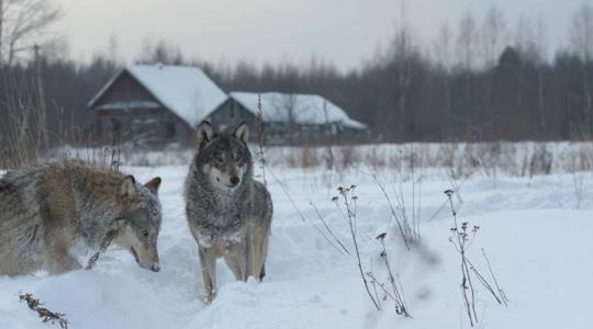 Ellenállóvá váltak a rákkal szemben a csernobili farkasok