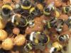 A rovarirtó szerek miatt a poszméhek kevésbé találják meg a virágillatokat
