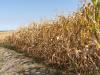 Egyre tragikusabb a kukorica helyzete Tolna vármegyében