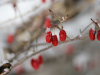 Goji bogyó: a fehérjében és vitaminokban gazdag csodabogyó