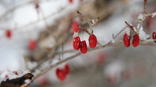 Goji bogyó: a fehérjében és vitaminokban gazdag csodabogyó