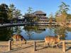 Japán szent szarvasai újabb hihetetlen dolgot művelnek
