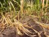 A szárazság, a hőstressz és a napégés is komoly károkat okozott a szántóföldeken