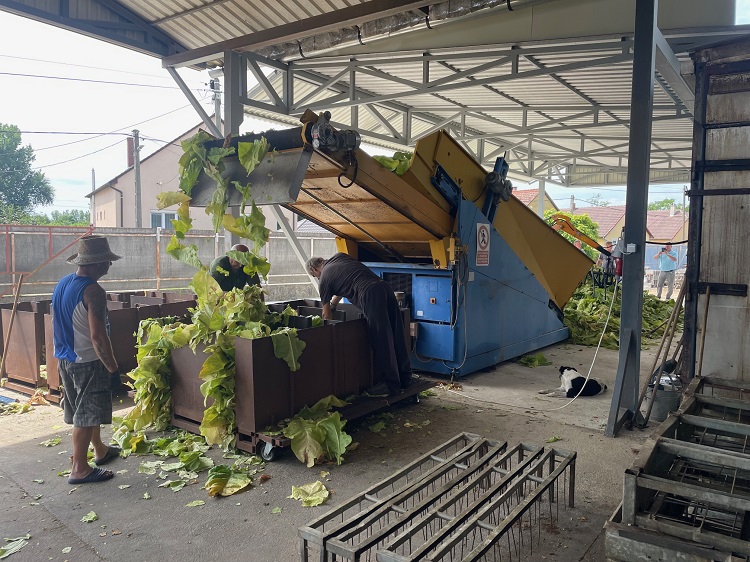 gépi betakarított dohány keretbe rakása