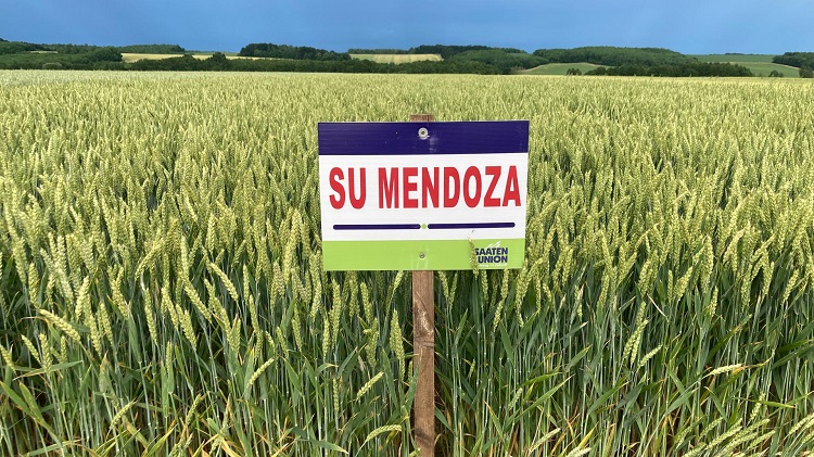 SU MENDOZA