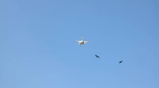 Támadják a drónokat a madarak