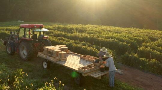 A hatóságok is meglepődtek: tömeges az illegális foglalkoztatás az olasz mezőgazdaságban