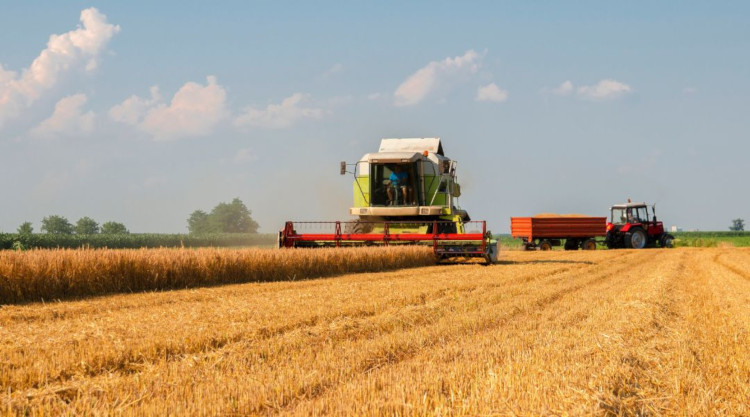 Magyarországon az őszi búza termésátlag országosan 5,8 t/ha-t közelítette idén