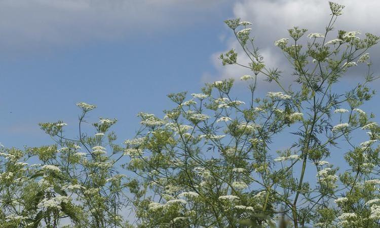 A csemegebaraboly (Chaerophyllum bulbosum)