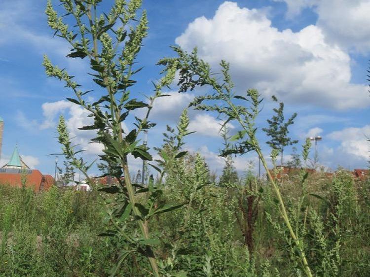 Chenopodium album