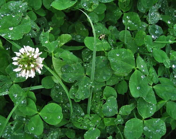 A fehér here (Trifolium repens)