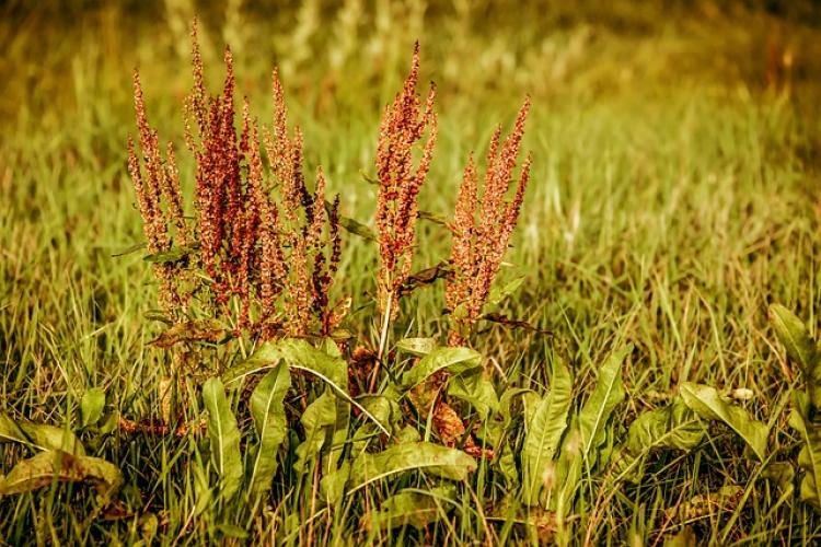 Mezei sóska (Rumex acetosa)