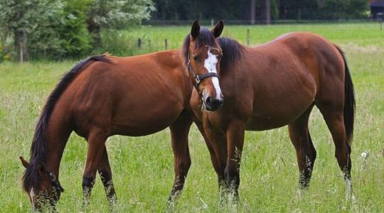 A Nébih idén eddig 3 lóban igazolta a nyugat-nílusi láz fertőzés jelenlétét