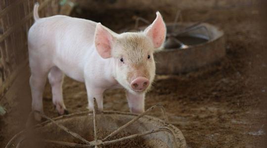 Jó hír az állattartóknak: bővülés várható a takarmánygyártásban