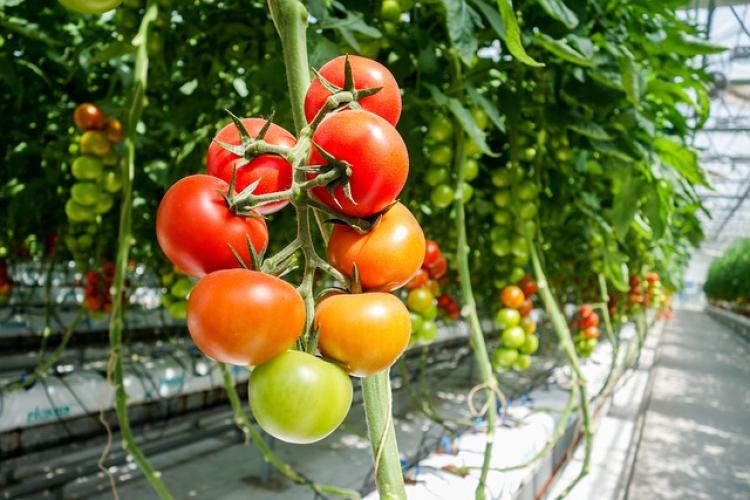 Nagy István: Bővülő termelés, növekvő hatékonyság a magyar  zöldségtermesztésben - Agroinform.hu