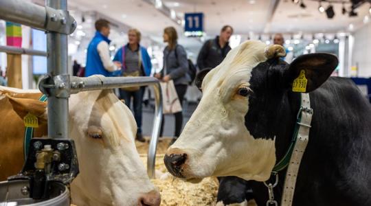 EuroTier 2024: ne hagyd ki a világ vezető állattenyésztési szakkiállítását! 