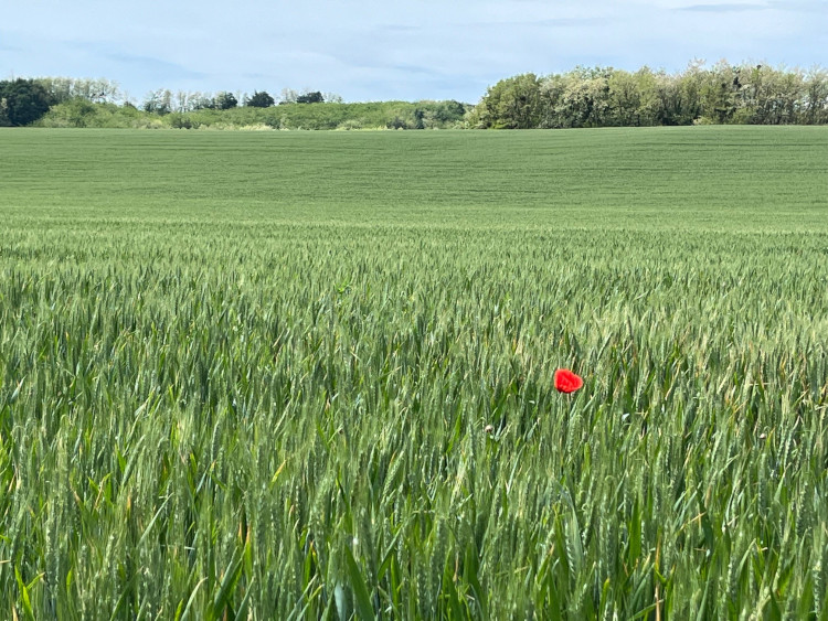 2023 nyarán a Syngenta szakembergárdája létrehozta a „Minden Szem Számít