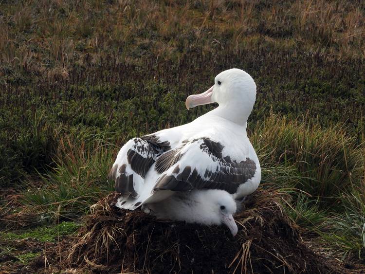 albatrosz