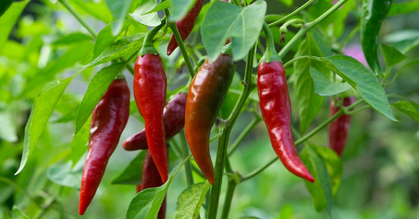 chili paprika